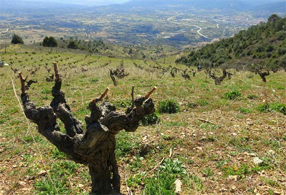 Cebreros. Avila. Gredos mountains. High-altitude wines