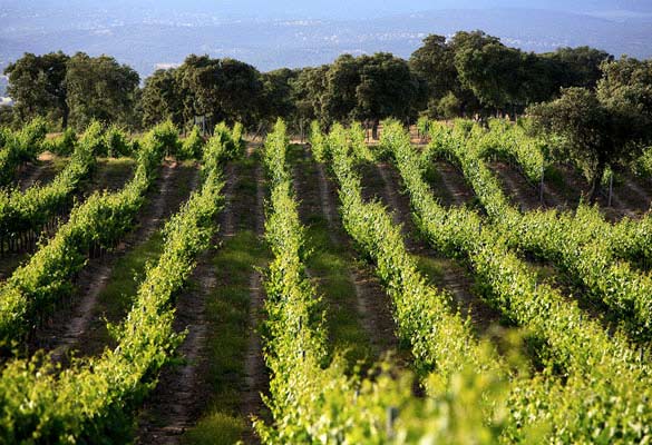 Bodegas Arrayán vineyard - Finca La Verdosa